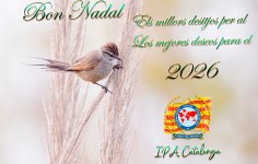 Bon Nadal i Bon Any 2026