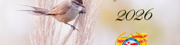 Bon Nadal i Bon Any 2026