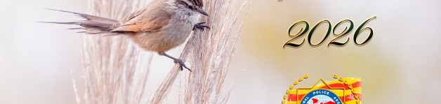 Bon Nadal i Bon Any 2026