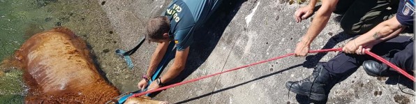 IPA INTERNACIONAL: Concurs Internacional de Fotografia IPA 2026